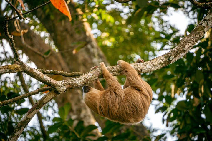 The Sloth and Kayak Tour - Ethical wildlife encounters - Photo 1 of 8
